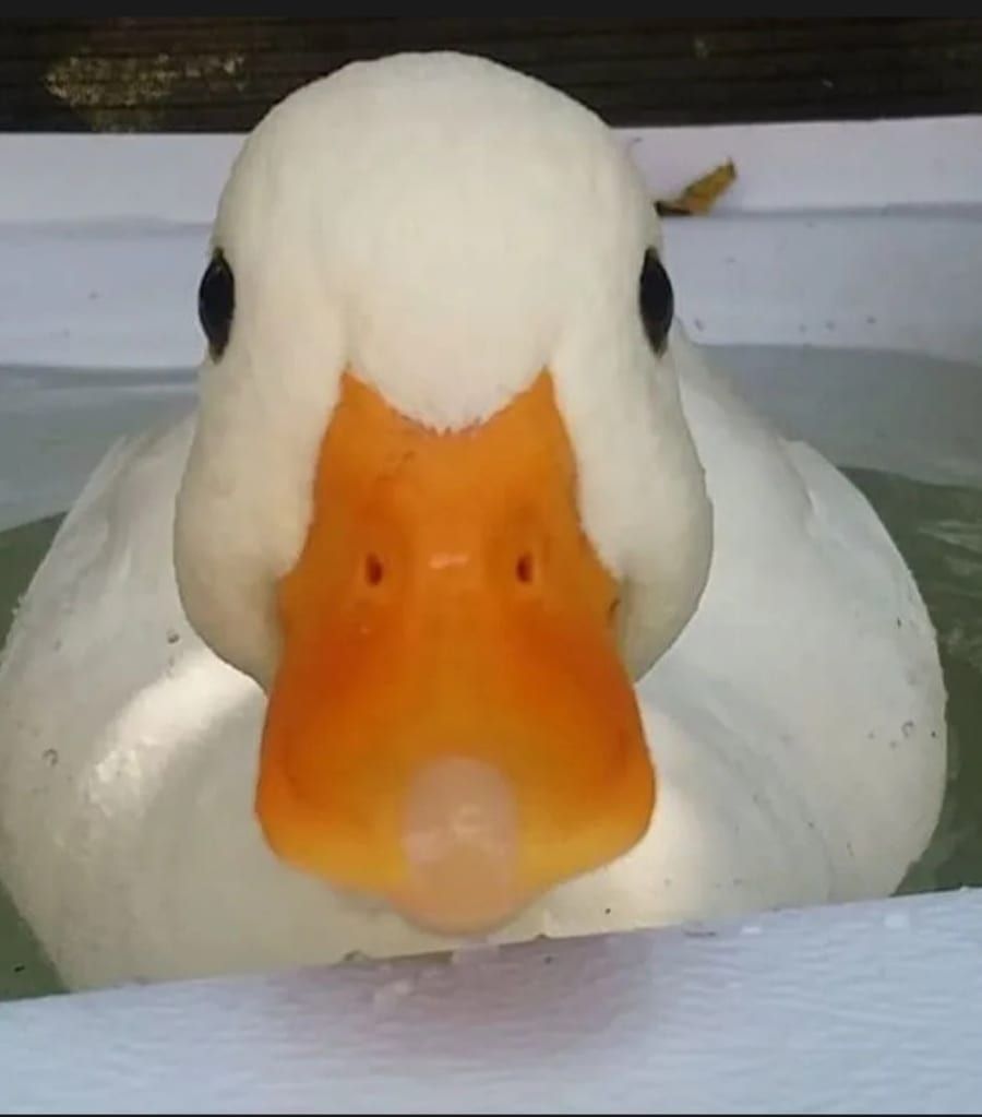 Profil von Ariste